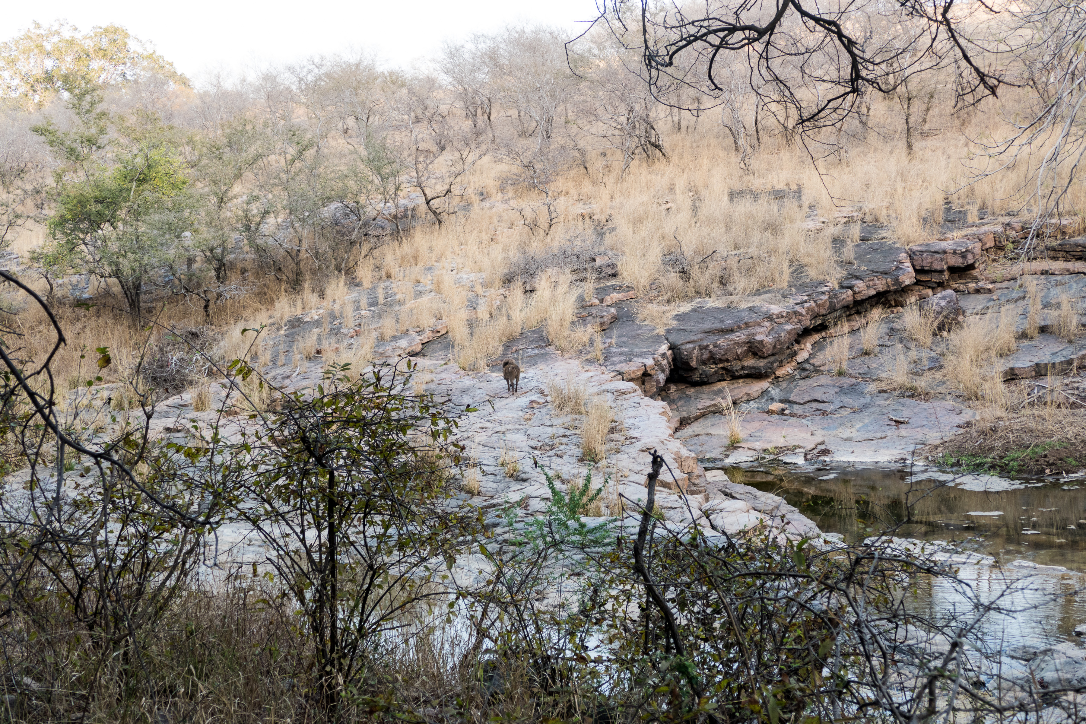 7 Ranthambore 3